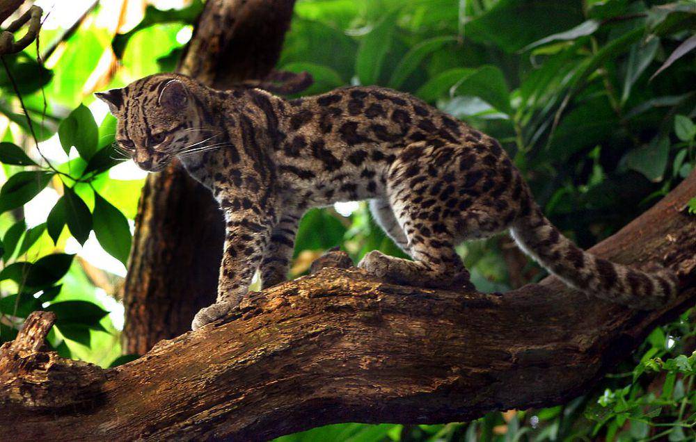 Kucing di pohon (commons.wikimedia.org/Malene Thyssen)