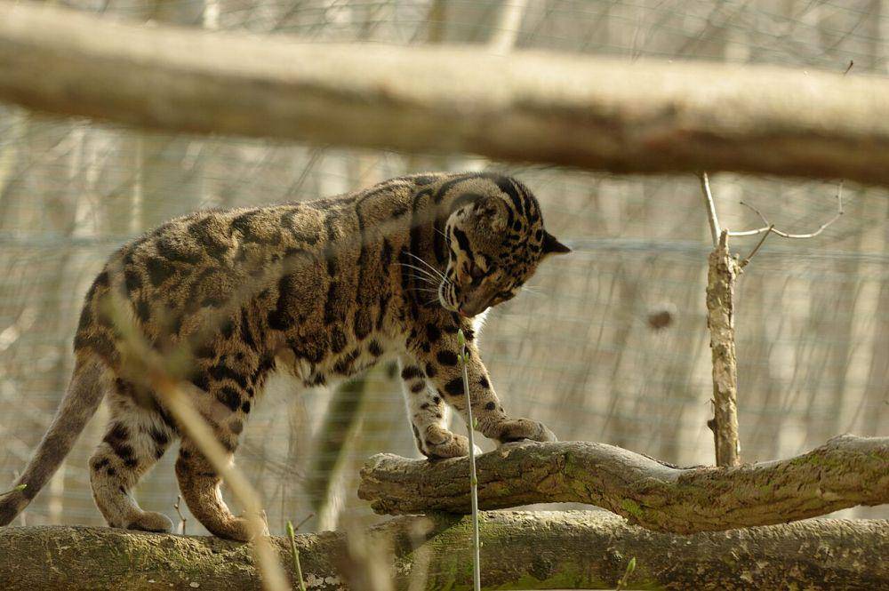 Kucing di pohon (commons.wikimedia.org/Abujoy)
