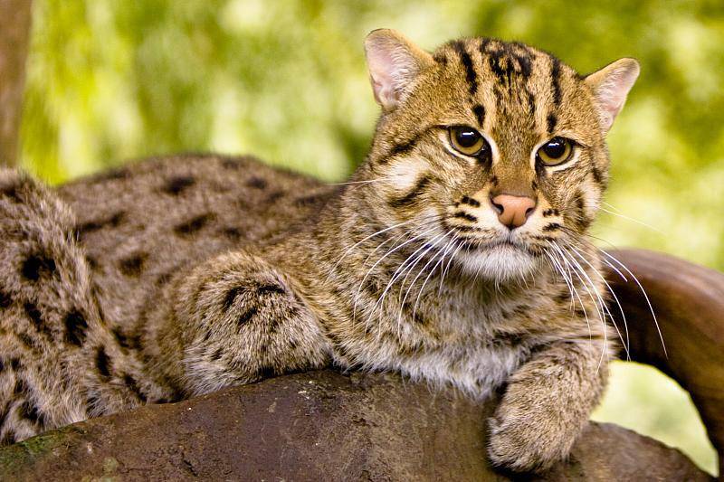 Kucing pohon (commons.wikimedia.org/Kelinahandbasket)