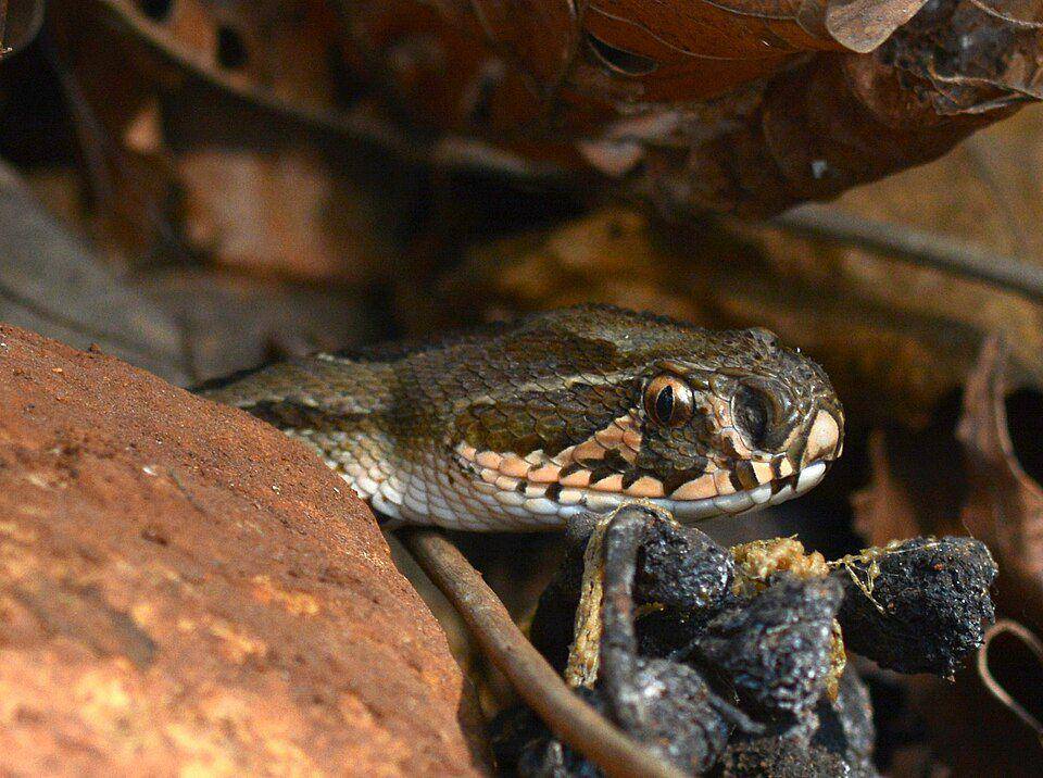 penampilan kepala ular viper russell (commons.wikimedia.org/Dr. Raju Kasambe)