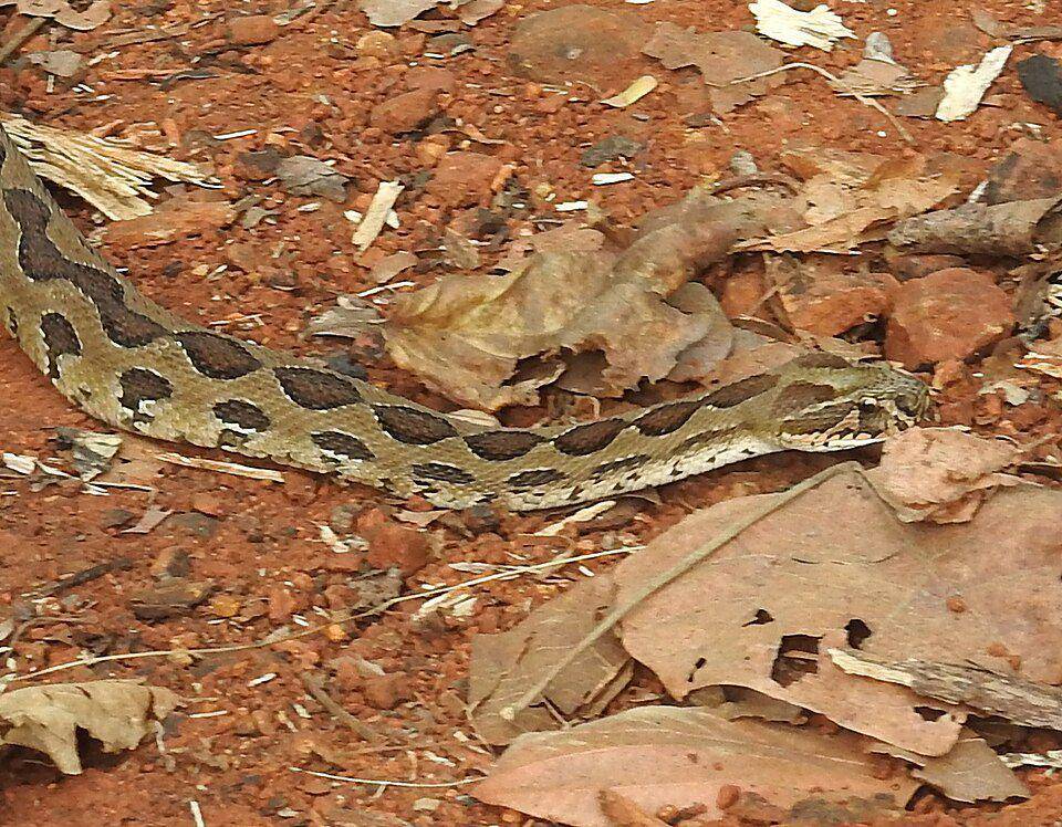 ular viper russell tergolong hewan ovovivipar (commons.wikimedia.org/Dr. Raju Kasambe)
