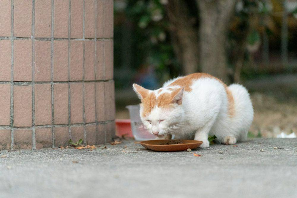 ilustrasi kucing liar makan (unsplash.com/Shawn Rain)