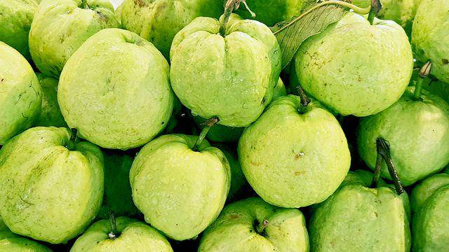 Jambu biji (Vecteezy.com/Chanyanut Ganpanjanee)