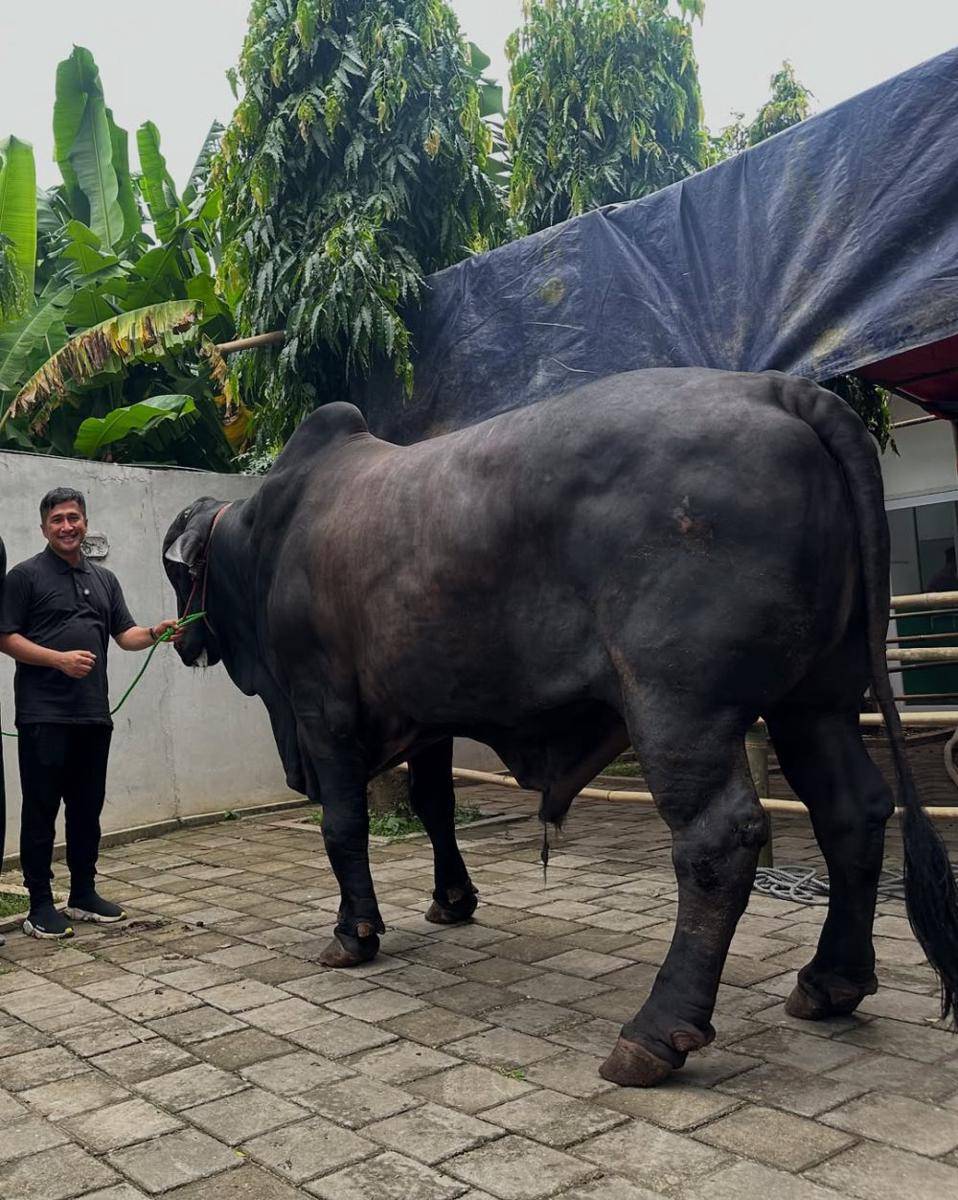 sapi kurban Sonny dan Fairuz dari Raffi Ahmad (instagram.com/sonnyseptian)