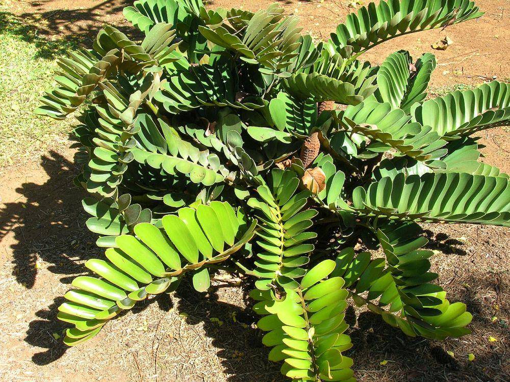 ilustrasi tanaman zamia (Forest & Kim Starr, CC BY 3.0, via Wikimedia Commons)