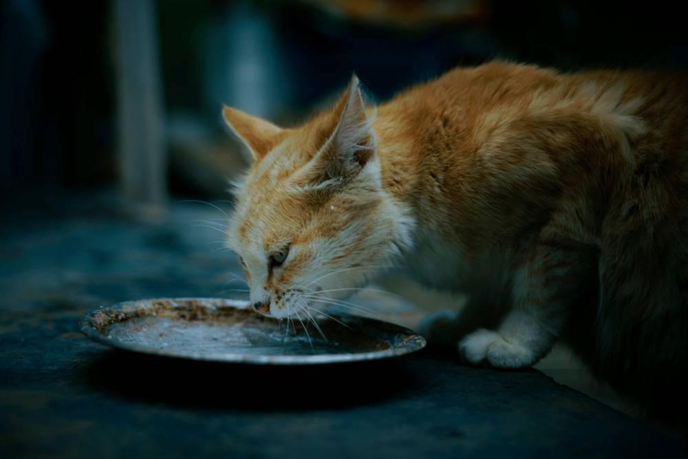 5 Kepribadian MBTI yang Sering Bawa Bekal Ekstra buat Kucing Liar