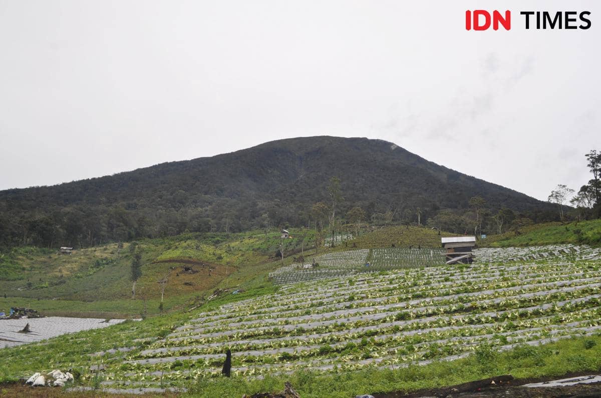 Lahan Pertanian di kaki Gunung Dempo, Pagar Alam, Sumatra Selatan 