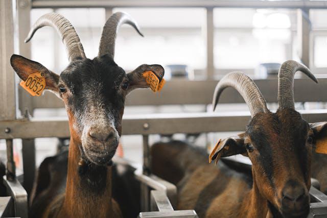 Apakah Daging Kambing Bisa Menyebabkan Stroke?
