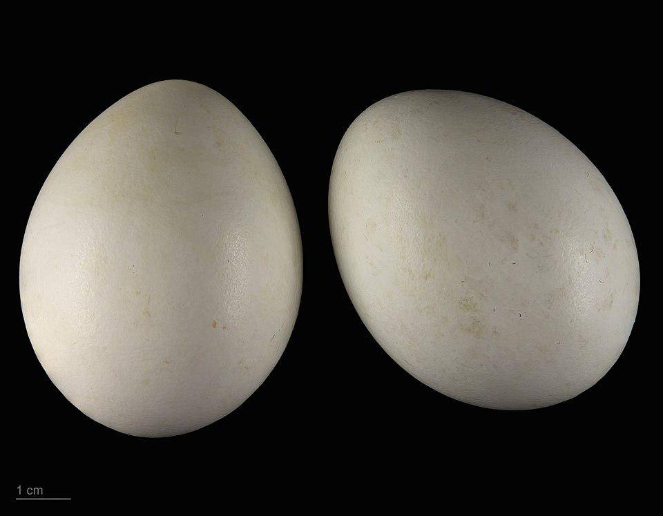 potret telur goshawk