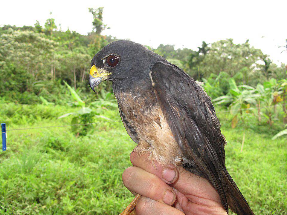 potret imitator goshawk muda