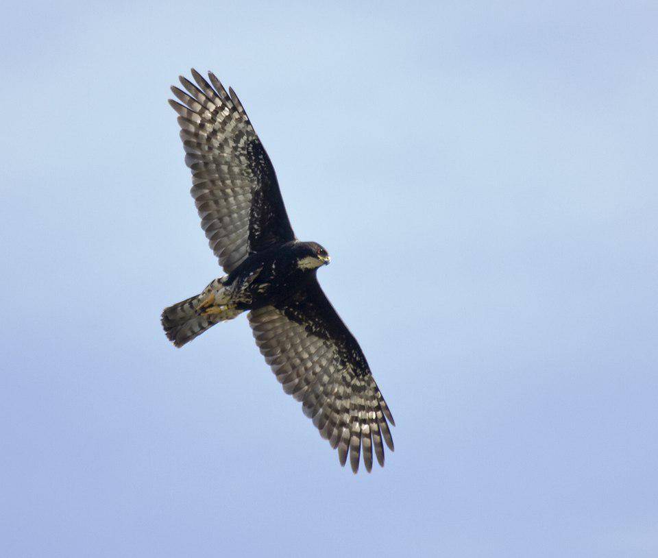 sosok goshawk yang sedang terbang