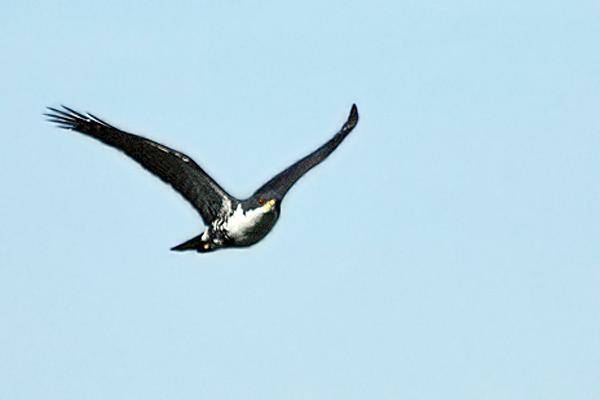 goshawk di udara