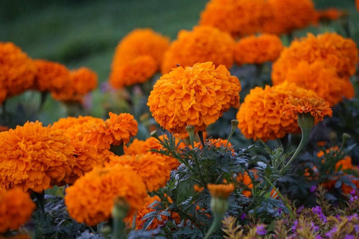 marigold (pexels.com/Anthony Harold Wilson)