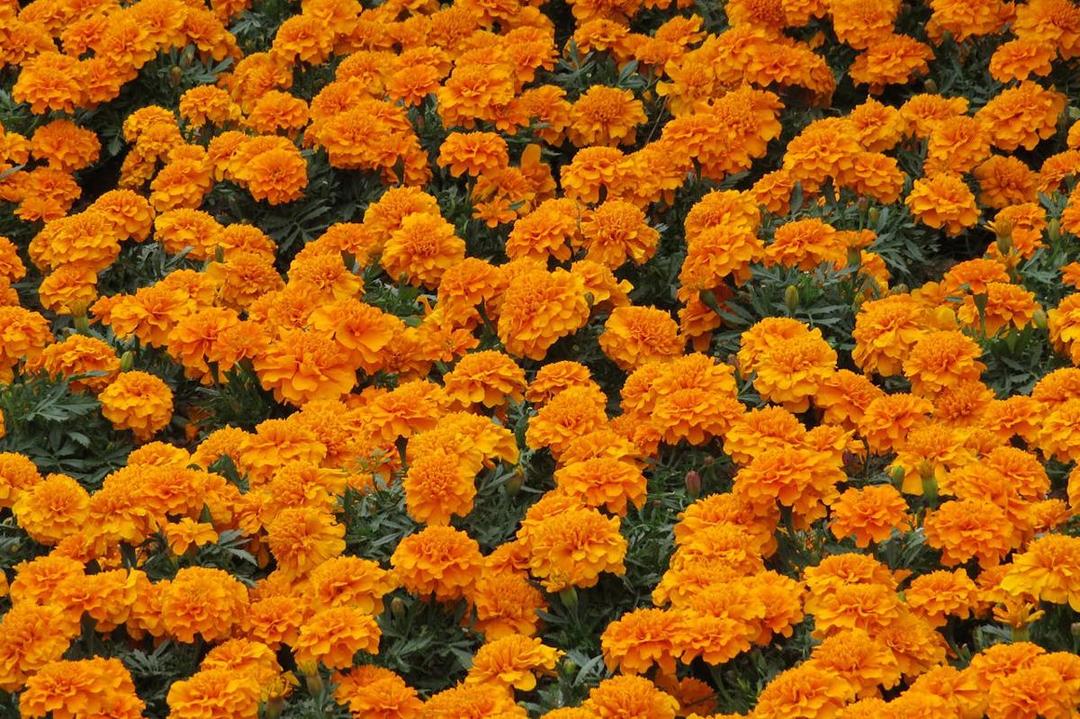5 Alasan Kamu Wajib Punya Marigold di Rumah, Bodyguard Tanaman!