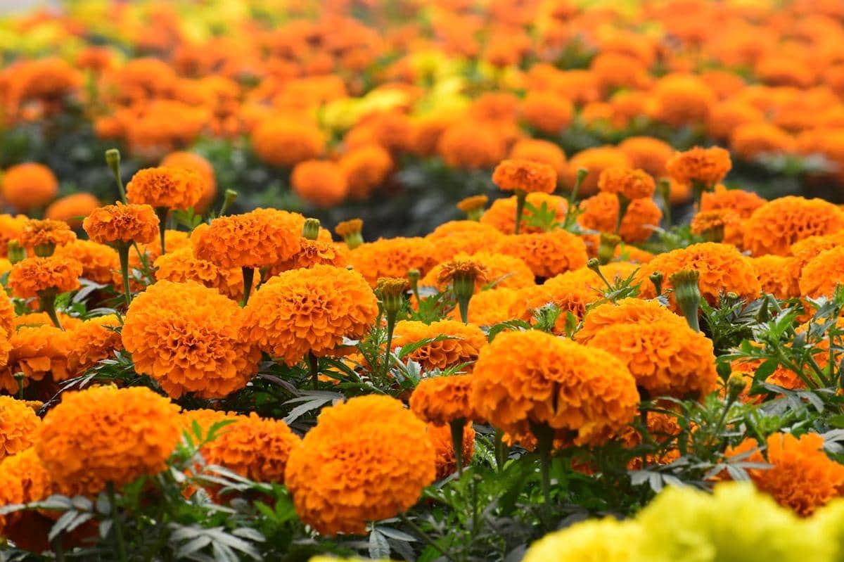 marigold (pexels.com/GM Rajib)