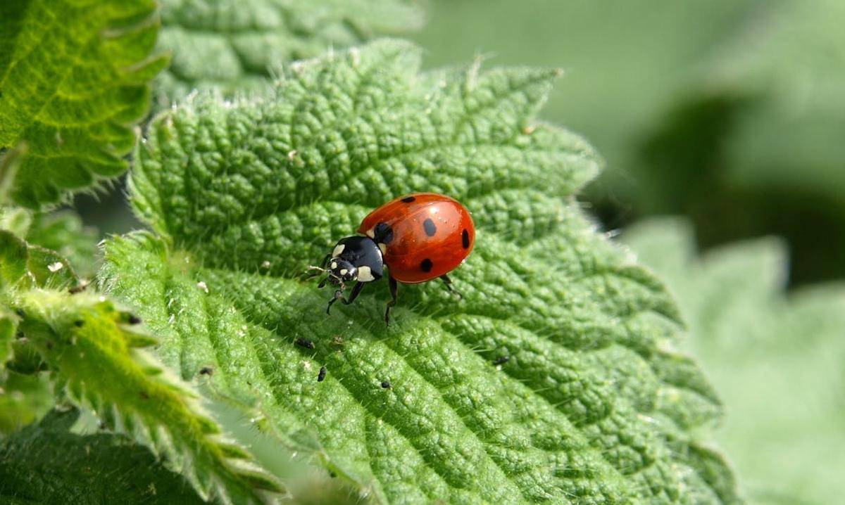 ladybug (pexels.com/pixabay)