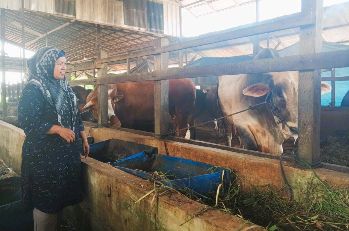 Sapi kurban presidan.jpeg