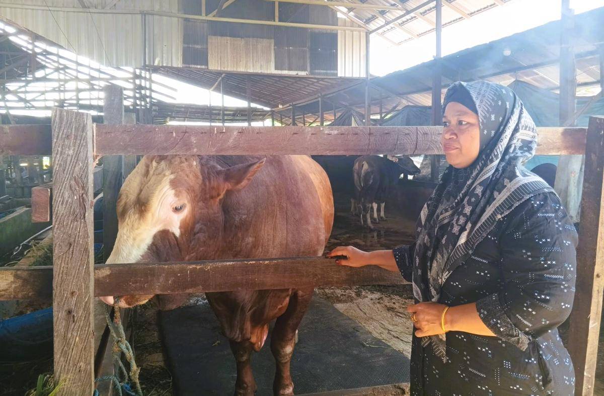 Sapi kurban presiden prabowo.jpeg