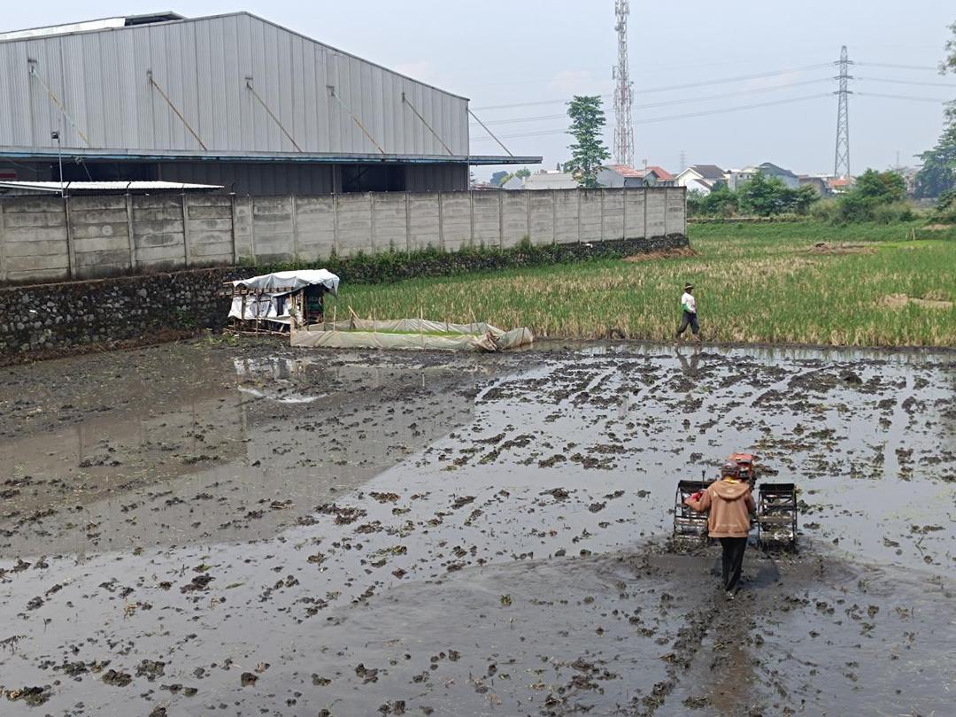 Tantangan Pertanian di Jabar, dari Alih Fungsi Lahan dan Menurunnya Minat Anak Muda Jadi Petani 