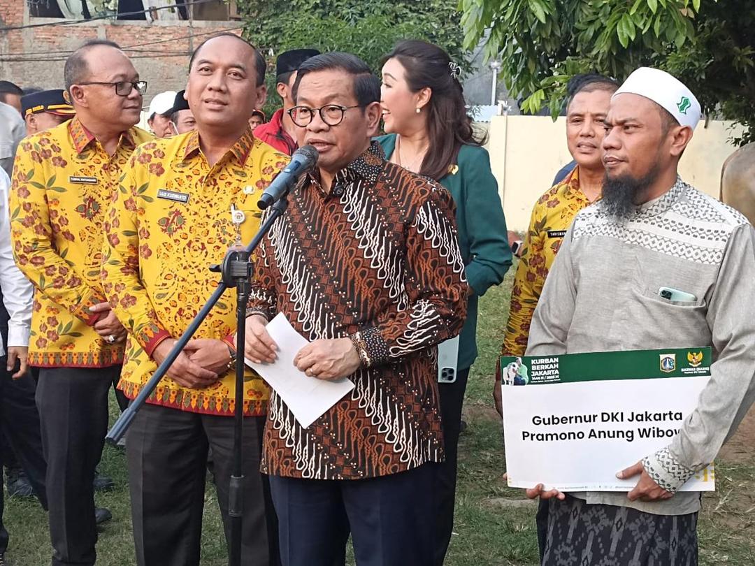 Pramono Kurban 2 Sapi di Tambora, Berat 1 Ton Keriting