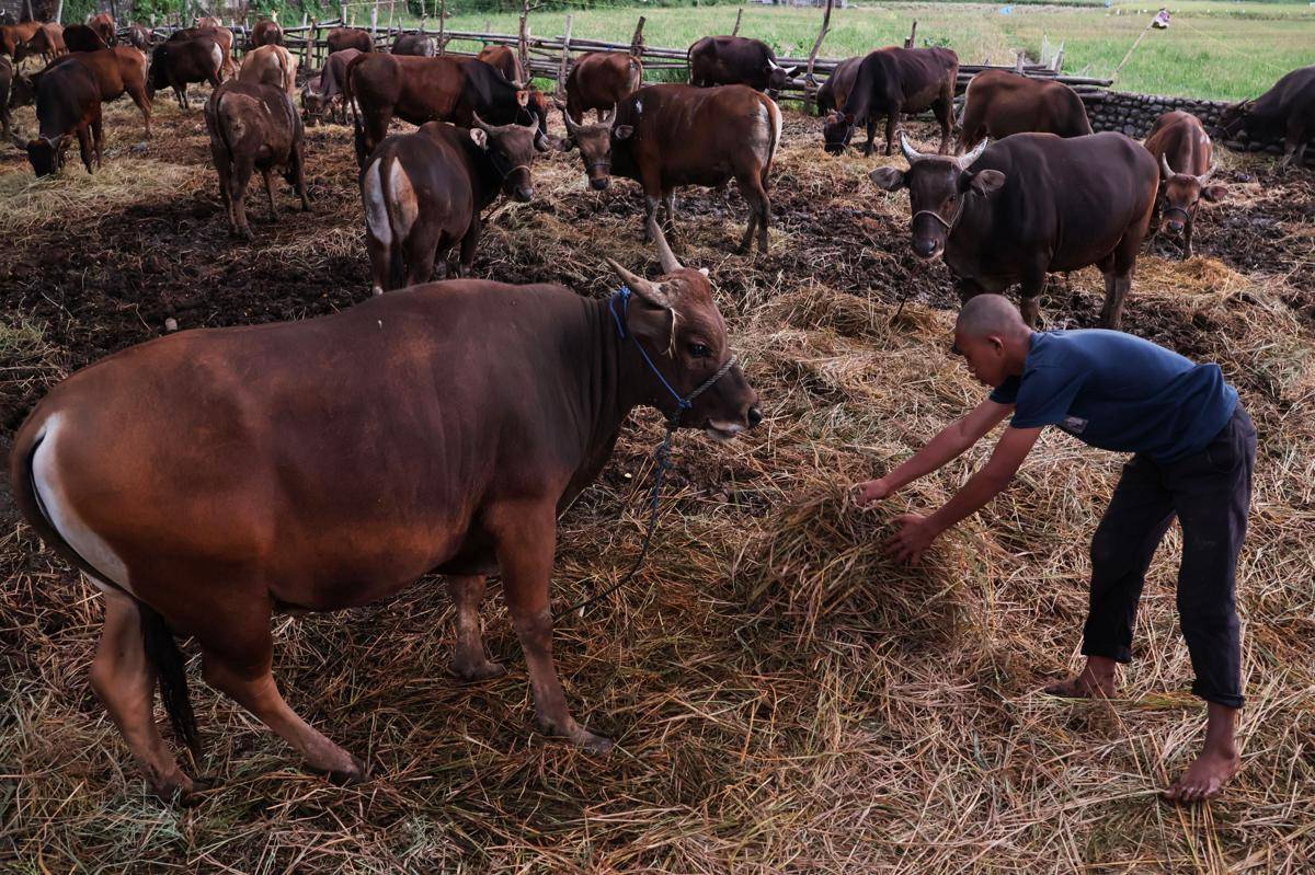 136 Ribu Hewan Siap Kurban di Sulsel