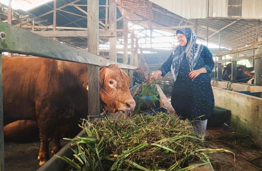 Terbesar 1,05 Ton, Tiga Sapi Kurban Presiden Prabowo dari Martapura Dinamai 'Gemoy'