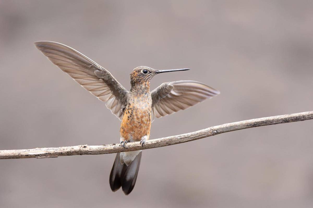 Bentuk tubuh burung kolibri (pixabay.com/Keishpixl)