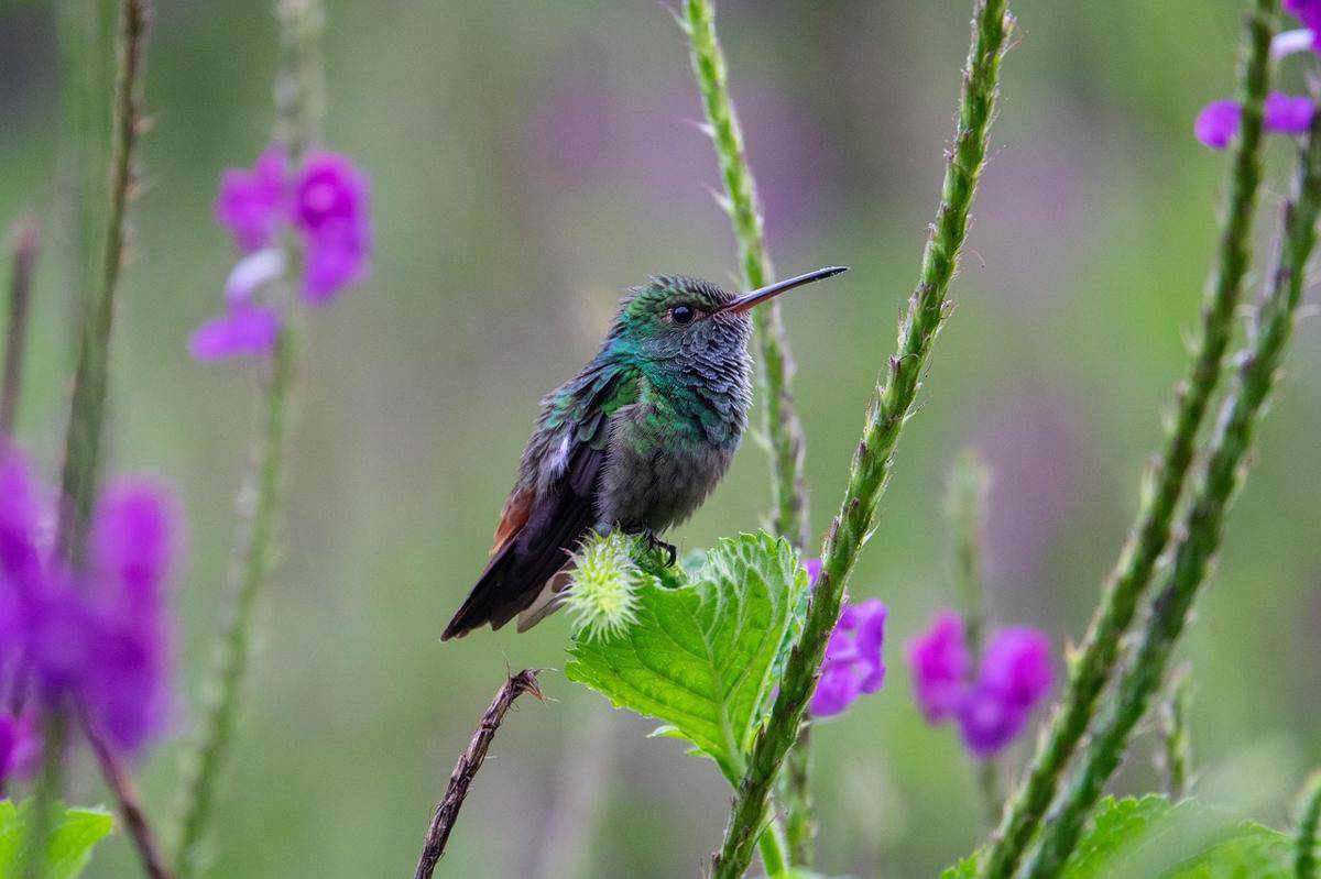 Warna bulu burung kolibri costa rica yang cerah berkilauan (pixabay.com/tedw)