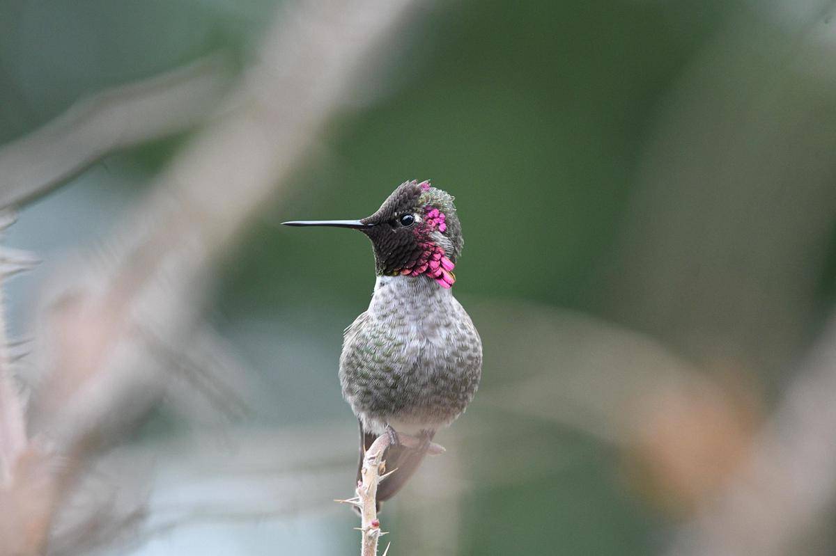 Mata burung kolibri mampu menangkap cahaya ultraviolet (pixabay.com/Veronika_Andrews)