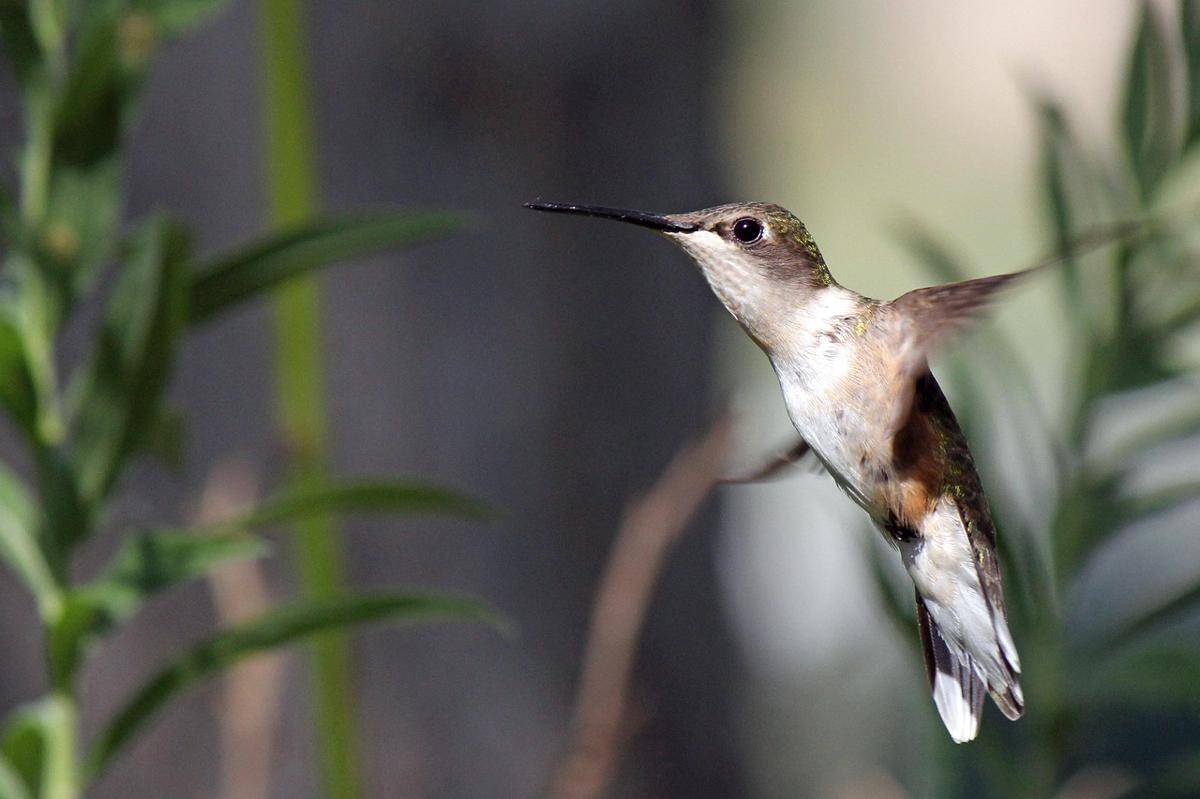 Burung kolibri terbang dengan gerakan sayap membentuk pola angga delapan (pixabay.com/301762)