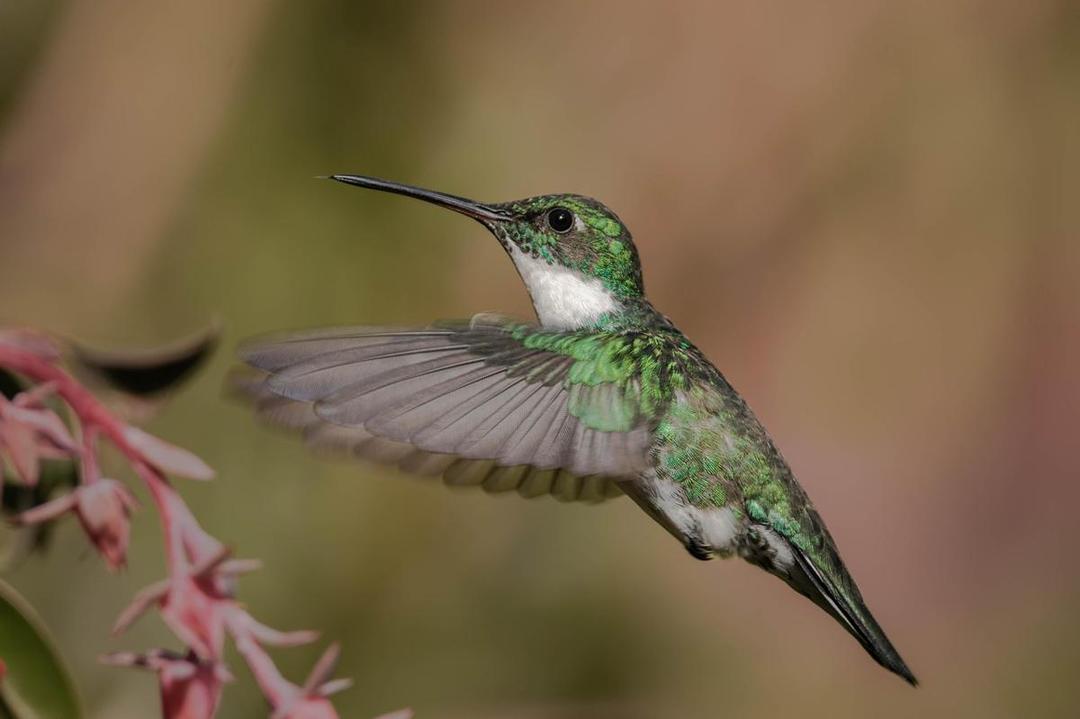 6 Fakta Burung Kolibri, Satu-satunya Burung yang Ahli Terbang Mundur!