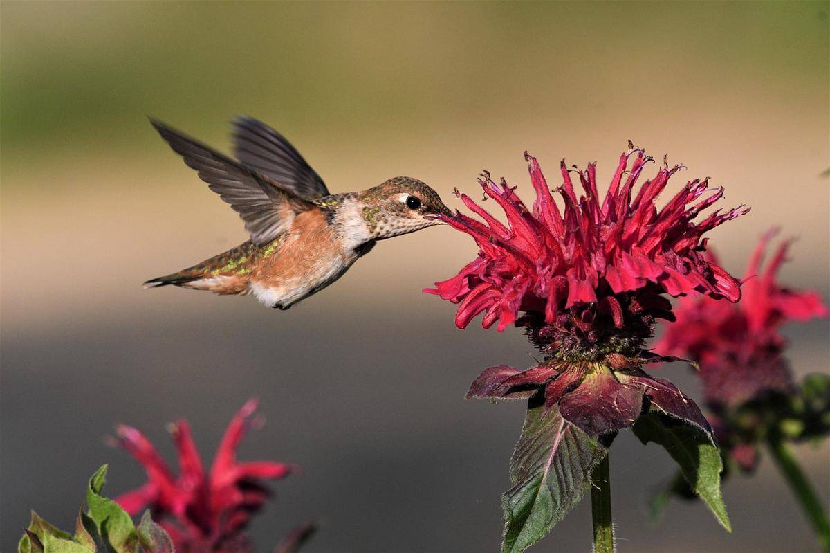 Burung kolibri menghisap nektar bunga menggunakan paruhnya yang ramping (pixabay.com/Veronika_Andrews)