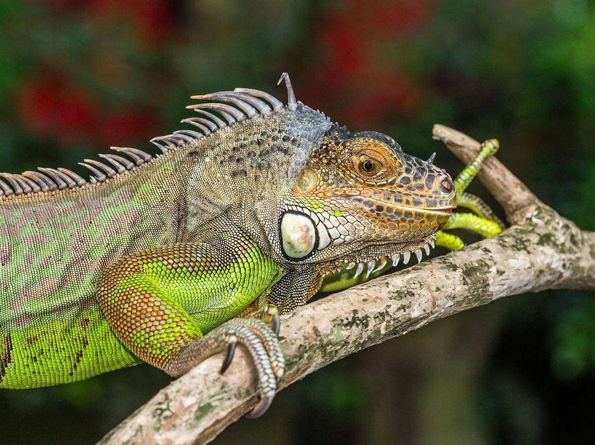 Iguana (commons.wikimedia.org/Crisco 1492)