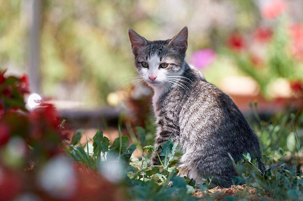 Kucing, salah satu peliharaan yang gak boleh dilepasliarkan (commons.wikimedia.org/Anil Öztas)