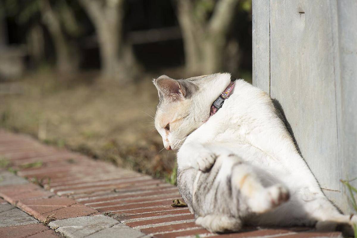 Kucing (commons.wikimedia.org/LiCheng Shih)