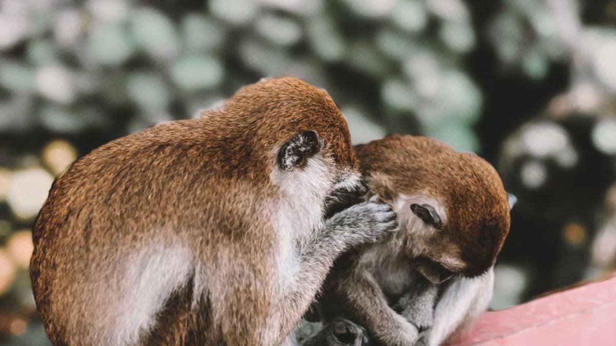 Ilustrasi persahabatan hewan (unsplash.com/Mark Chan)