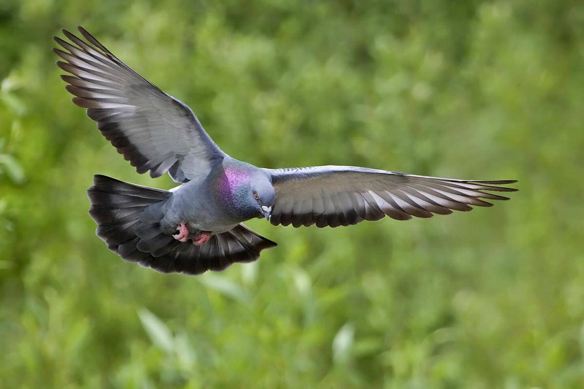 Burung merpati (commons.wikimedia.org/Alan D. Wilson)