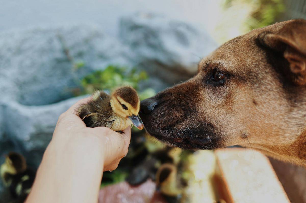 ilustrasi persahabatan hewan (unsplash.com/Amy Humphries)