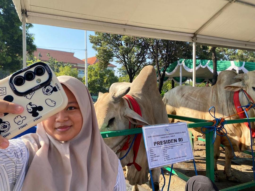 Sapi Kurban Presiden Prabowo di Masjid Al Akbar Surabaya Jadi Tontonan Warga