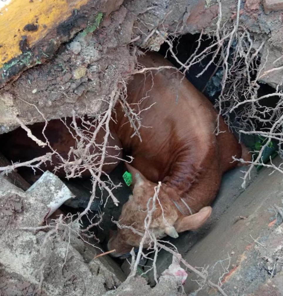 Antre Disembelih, Sapi Kurban 1 Ton Ini Terperosok dalam Sumur Resapan
