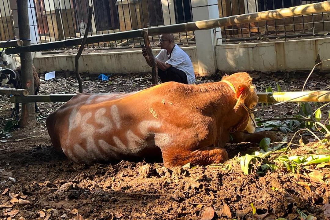 Timnas Serahkan Sapi Kurban ke Masjid Al Bina GBK Senayan