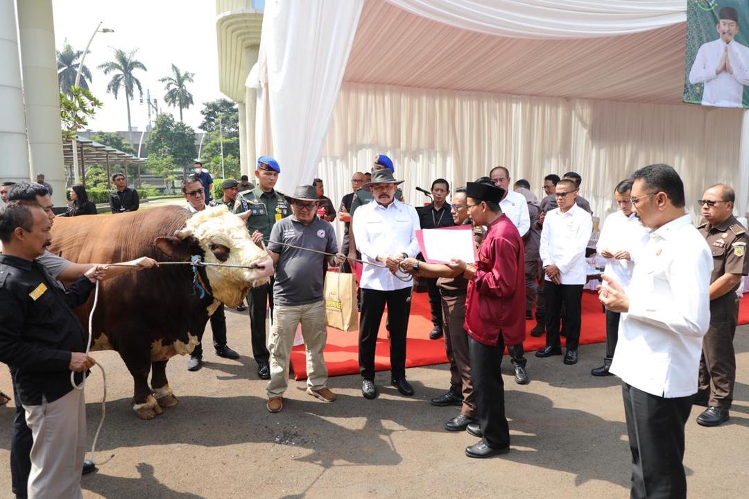 Jaksa Agung Kurban Sapi Berbobot 1,3 Ton: Terberat Kedua di Indonesia