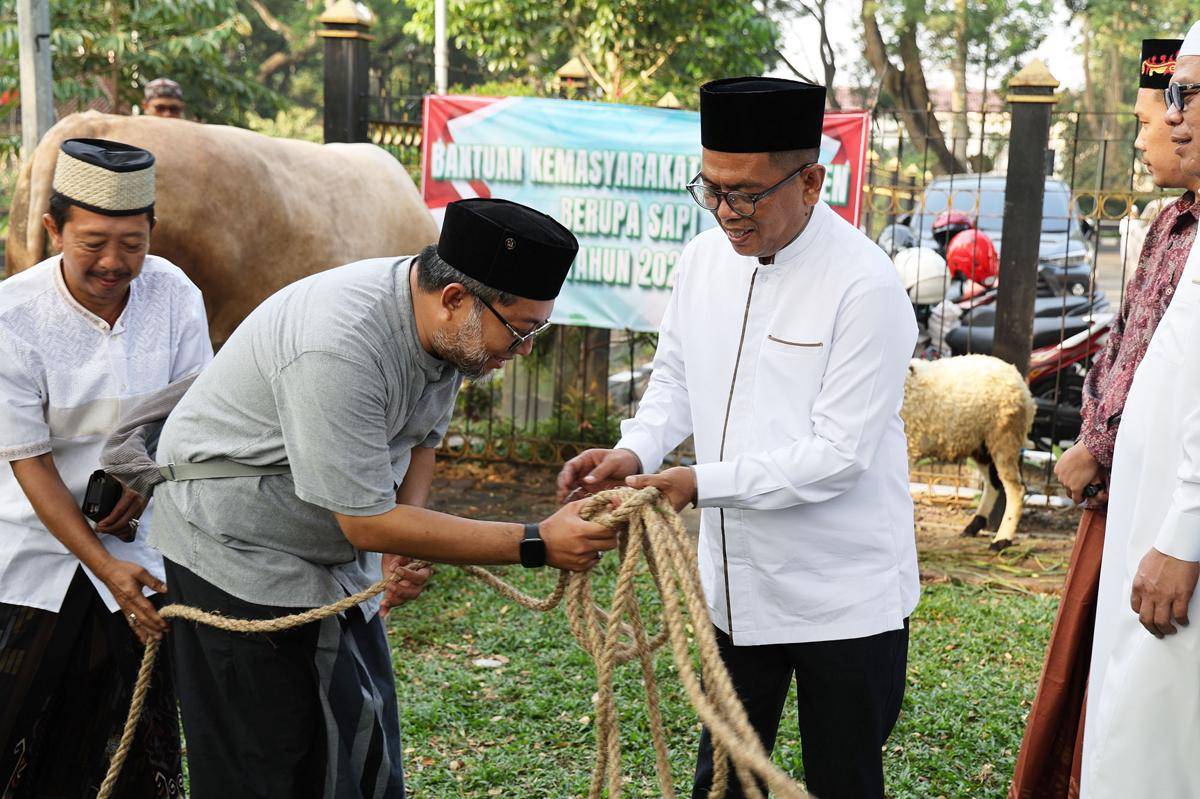 Andra Soni Salurkan Sapi Kurban Prabowo Seberat 1,1 Ton 