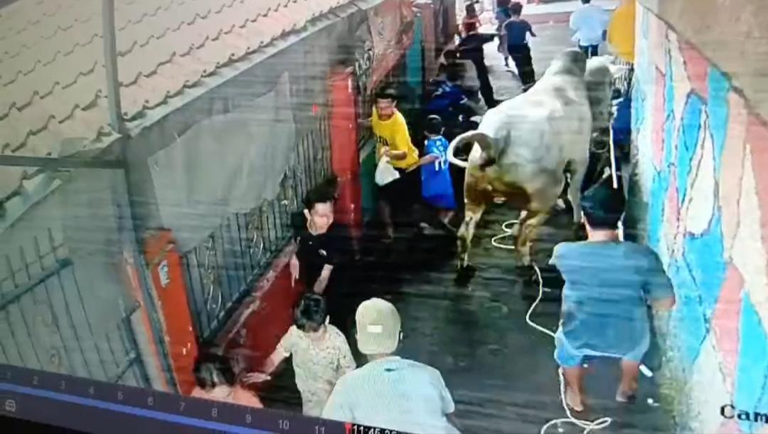 Sapi Mengamuk Saat akan Dikurbankan, Sejumlah Anak Kena Seruduk