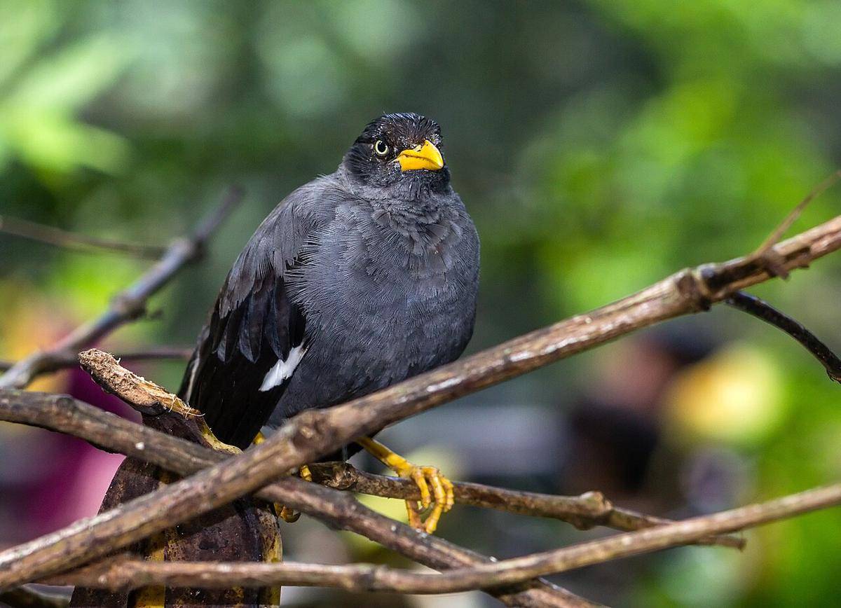 Burung jalak