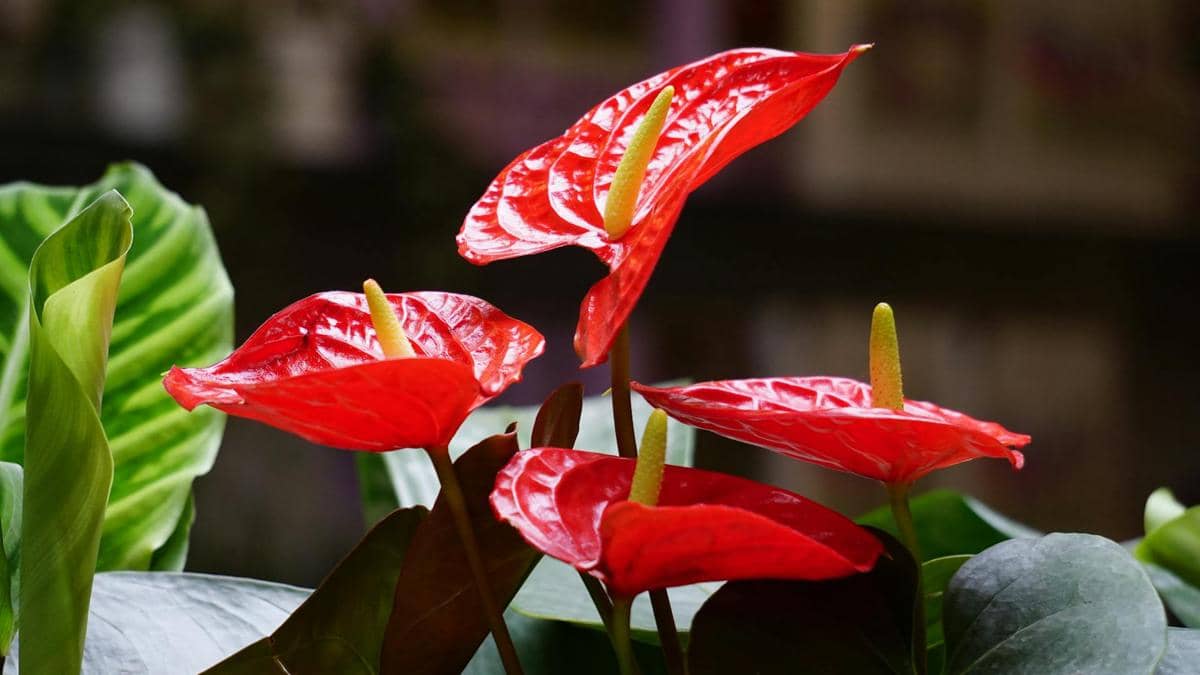 ilustrasi bunga anthurium