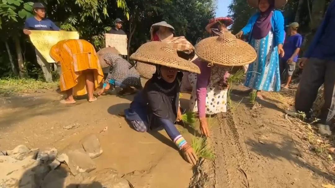 Tak Kunjung Diperbaiki, Warga Lebak Tanam Padi di Jalan Rusak