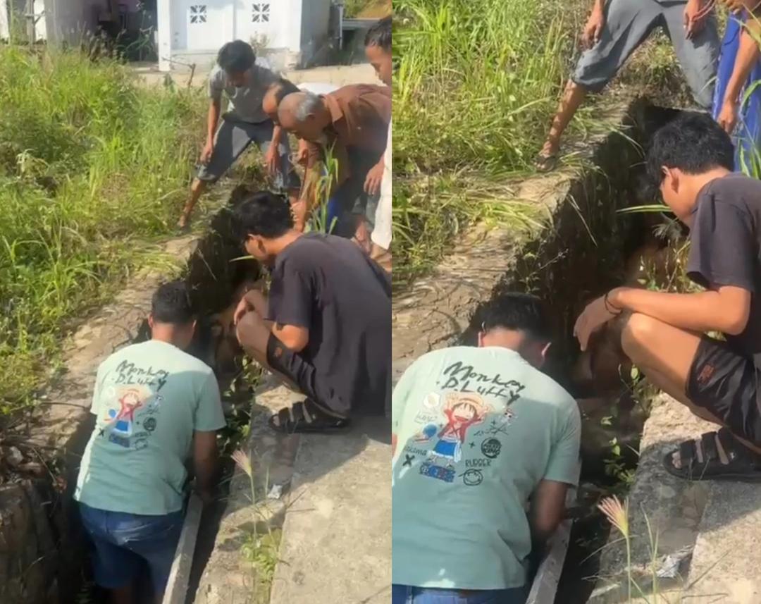 Sapi Kurban Lepas dan Masuk Parit di Pesawaran, Damkar sampai Turun Tangan