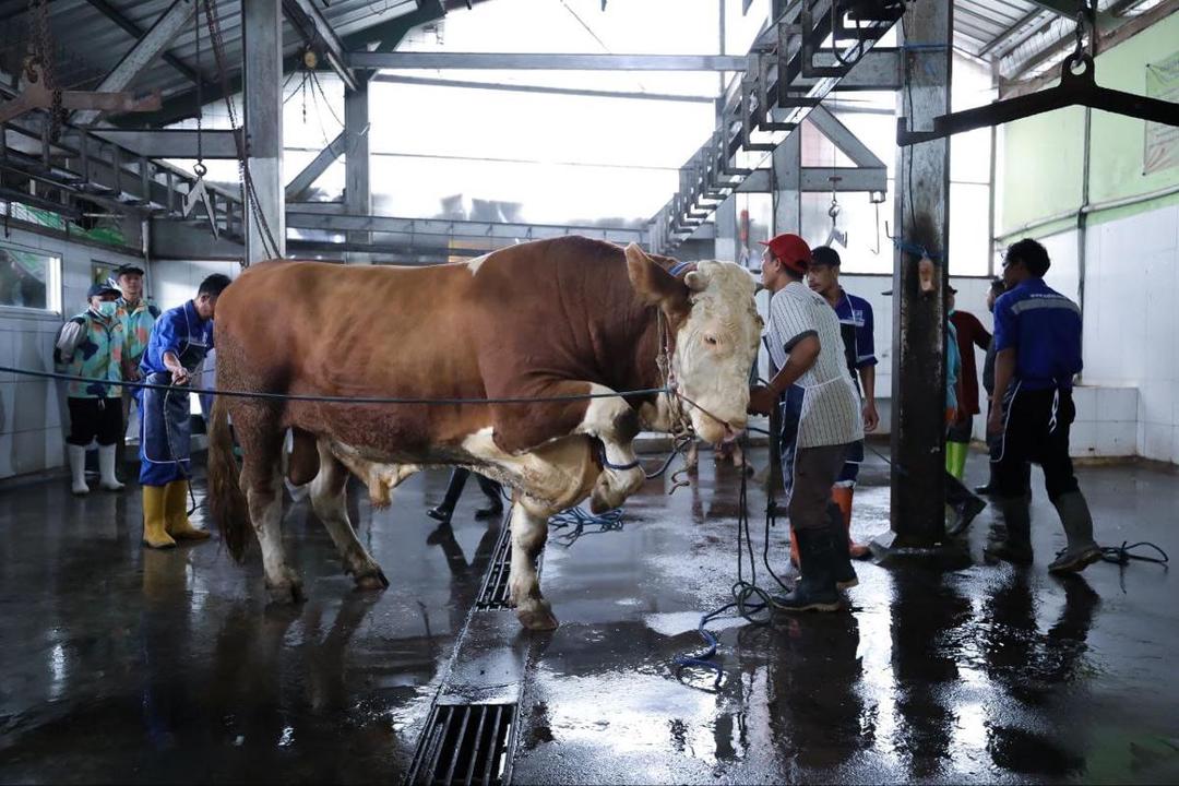 Pemotongan Hewan Kurban di RPH Ciroyom Mengalami Penurunan