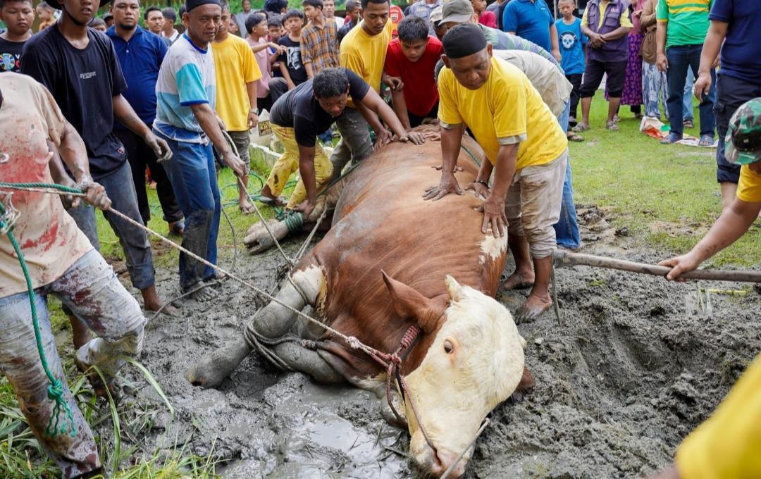 Sapi Kurban Presiden Prabowo Berbobot 1,3 Ton Disembelih di Masjid Al Osmani